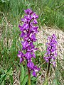 Orchis mascula