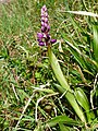 Orchis mascula Germany - Neurod bei Ettlingen