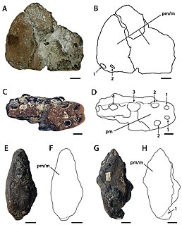 <i>Ornithocheirus</i> Genus of ornithocheirid pterosaur from the Early Cretaceous