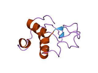 <span class="mw-page-title-main">DNA ligase 3</span> Protein-coding gene in the species Homo sapiens