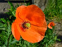 Papaver dubium