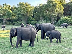 Parc Nacional de Kaudulla - Elefants