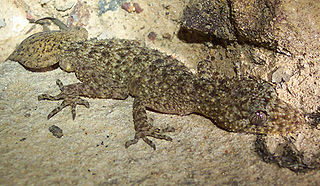 <i>Phyllurus</i> Genus of lizards