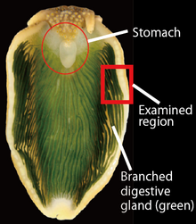 Dorsal view of an anesthetized individual of Plakobranchus ocellatus with spread parapodia. Stomach and branched digestive glands are visible. The tissue region in the red square was dissected and used for DNA extraction in the study by Maeda T. et al. (2012). Plakobranchus ocellatus 4.png