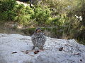 Fledged juvenile, Moraira, Spain