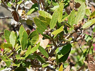 <i>Quercus vacciniifolia</i> Species of oak tree