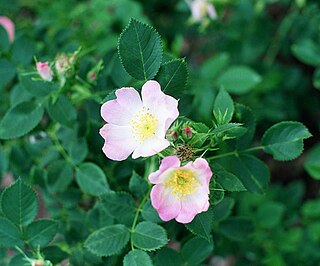 <i>Rosa blanda</i> Species of flowering plant