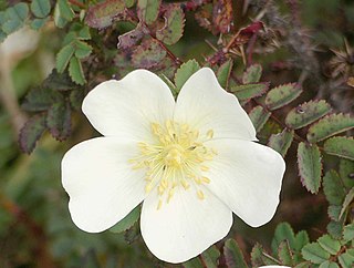 <i>Rosa pimpinellifolia</i> Species of plant