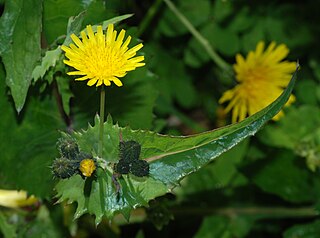 <i>Sonchus oleraceus</i> Species of flowering plant in the family Asteraceae