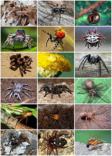 Spider Order of arachnids