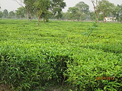 Tea Estate at Batasi