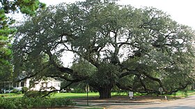 The Big Oak.jpg