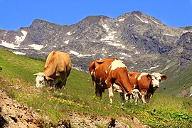 Околина насеља Јуник