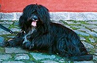 Tibetan-terrier-Blue-Blossom-Guldborg-Denmarkjpg.jpg