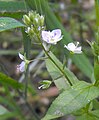 Veronica anagallis-aquatica