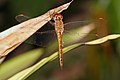 Image 20 Globe Skimmer Photo: Muhammad Mahdi Karim The Globe Skimmer (Pantala flavescens) is the most widespread dragonfly species on the planet, found between about the 40th parallels of latitude, or where the annual mean temperature is above 20 °C (68 °F), except in Europe where there are only occasional sightings. More selected pictures