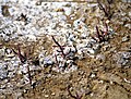 Red Samphire (Salicornia europaea) in the Salt Plains of Wood Buffalo National Park, Canada