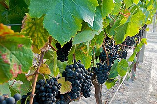 <span class="mw-page-title-main">Petit Verdot</span> Variety of grape