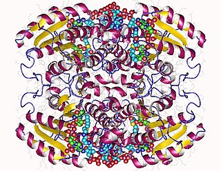 <span class="mw-page-title-main">2,4 Dienoyl-CoA reductase</span> Class of enzymes