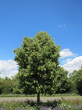 Metsälehmus (Tilia cordata)