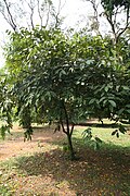 Knoblauchbaum (Afrostyrax kamerunensis, Afrostyrax lepidophyllus, Hua gabonii und Scorodophloeus zenkeri auch Scorodocarpus borneensis) (Samen, Blätter und Rinde)