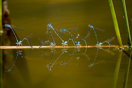 Gardiennage des mâles lors de la ponte des femelles de Coenagrion scitulum. Photograph: User:Slim Alileche