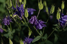 Akelei (Aquilegia).jpg