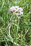 Allium trifoliatum pm.jpg