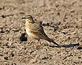 Parlagi pityer (Anthus campestris)