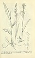 Platanthera hyperborea Fig. 362 page 707 in: D.S.Correll & H.B.Correll: Aquatic and wetland plants of southwestern United States (Orchidaceae) Washington (1972)