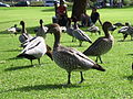 ♀ Kings Park, Perth, Australia