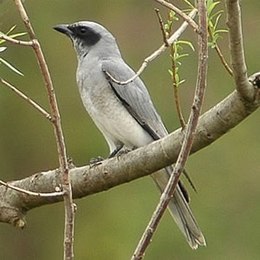 Álarcos kakukkgébics (Coracina novaehollandiae)