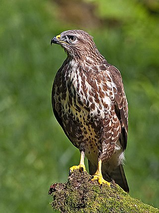 <span class="mw-page-title-main">Accipitridae</span> Family of birds of prey