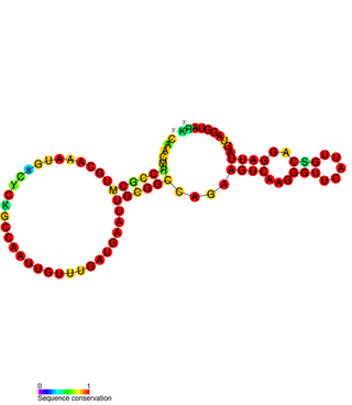 <span class="mw-page-title-main">Bxd (gene)</span> Long non-coding RNA