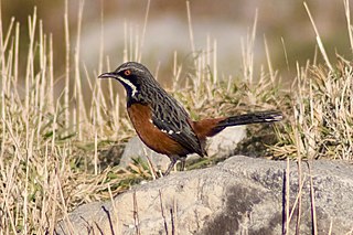 <span class="mw-page-title-main">Cape rockjumper</span> Species of bird