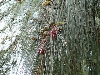 <i>Casuarina</i> Genus of trees