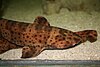 Swell shark (Cephaloscyllium ventriosum) in an aquarium