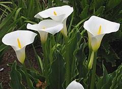 Calla lilies. Photo by Manfred Heyde.