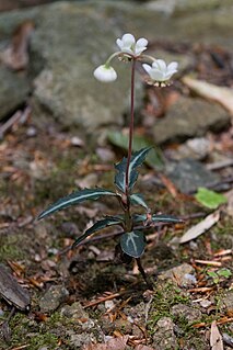 <i>Chimaphila maculata</i> species of plant