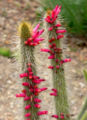 Cleistocactus candelilla