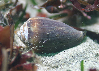 <span class="mw-page-title-main">Conoidea</span> Superfamily of predatory sea snails