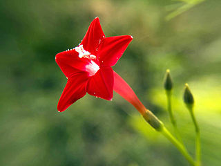 <i>Ipomoea quamoclit</i> Species of plant in the family Convolvulaceae