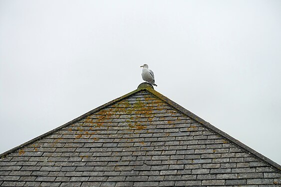 Seagull on a roof in Port Isaac, Cornwall, England