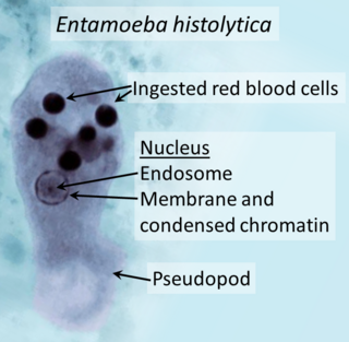 <i>Entamoeba histolytica</i> Anaerobic parasitic protist