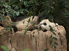 Gao Gao, San Diego Zoo