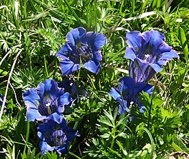 Gentiana acaulis<br />Italy - Zillertaler Alpen