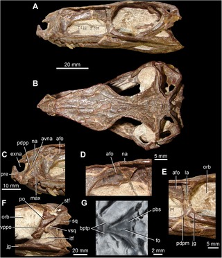 <i>Gracilisuchus</i> Genus of fossil reptiles