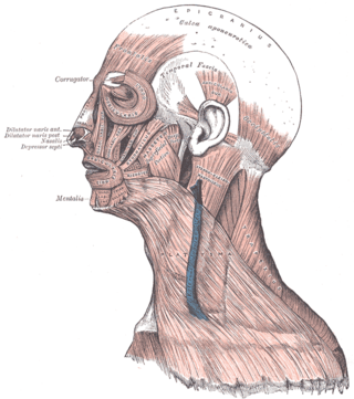 <span class="mw-page-title-main">Masseteric fascia</span>