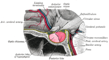 The hypothalmic portion of the third ventricle (upper right), and surrounding structures Gray721.png