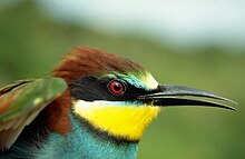 Photographie de la tête colorée de l’oiseau.